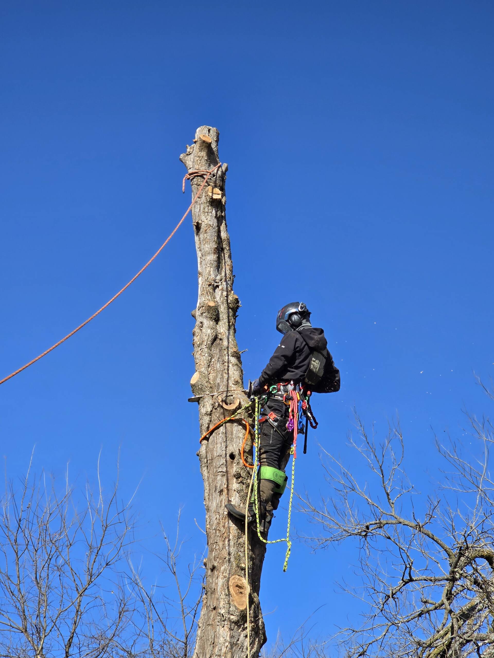 tree service Oklahoma City