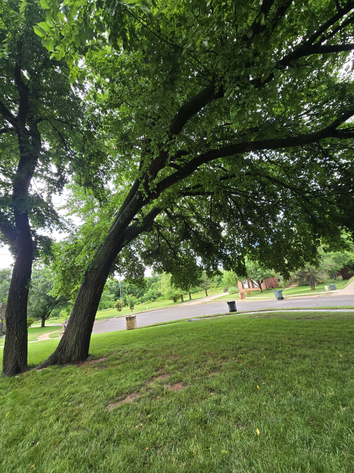 Leaning Tree Rescue and Dynamic Bracing in Edmond, OK | Certified Arborist Tree Care