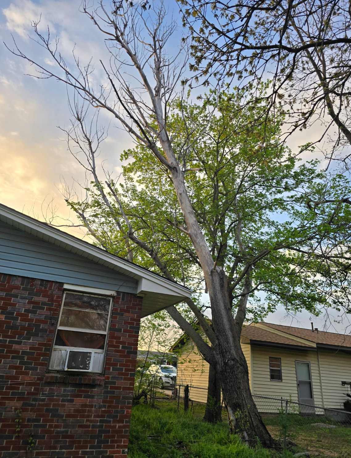 Emergency Tree Removal in McLoud, OK | Certified Arborist Response